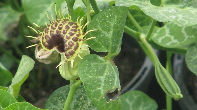 Green Leaves Of Aristolochia Macrophylla In Garden. Dutchman's Pipe Or Pipevine