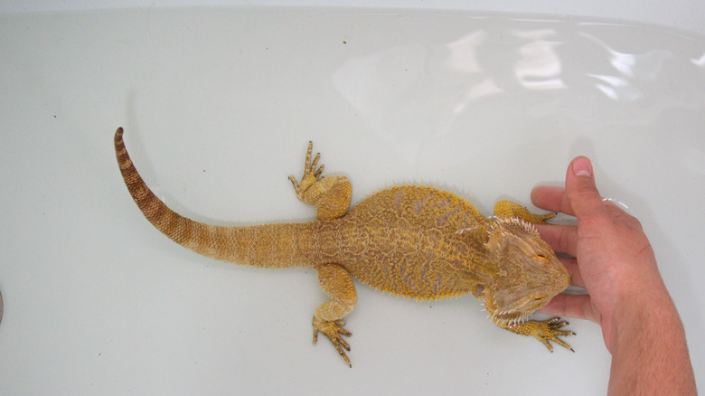 lizard in water