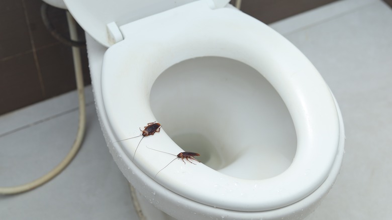 cockroach toilet
