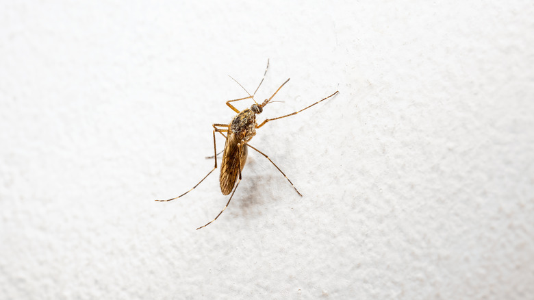 mosquito on wall