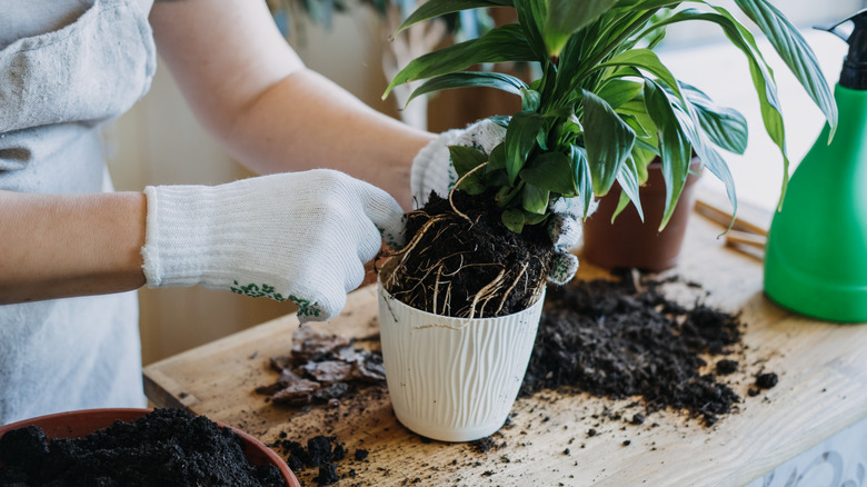 person repotting plant in planter