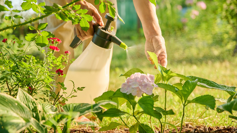 Gardener sprays hydrangea plants in a garden