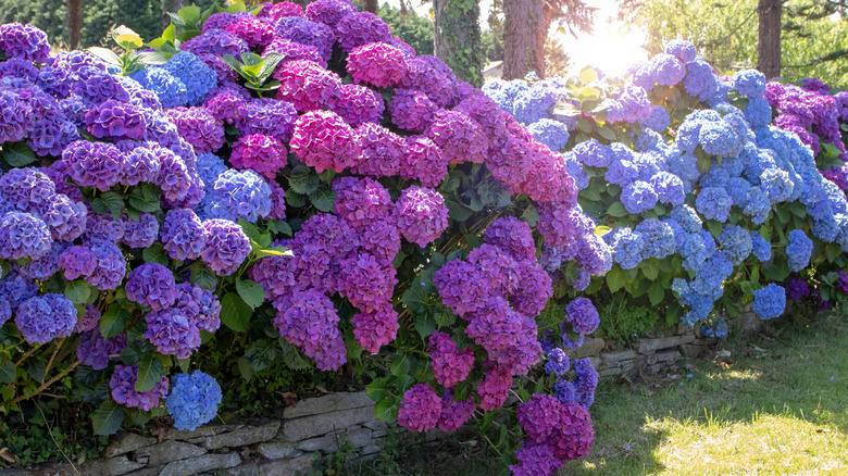 Blooming hydrangeas in pink, purple, and blue along a garden wall