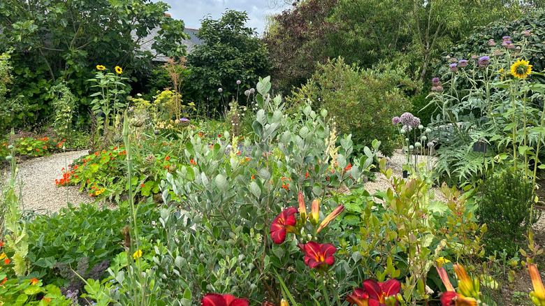 Garden with sunflower and other plants