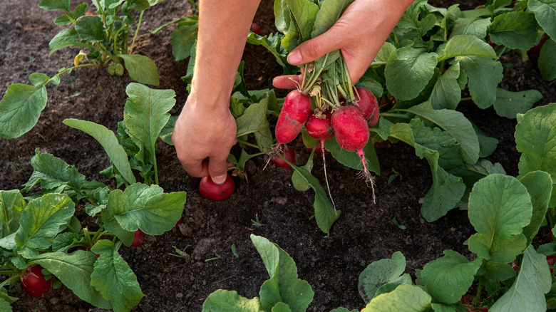 Hand picking radishes from garden