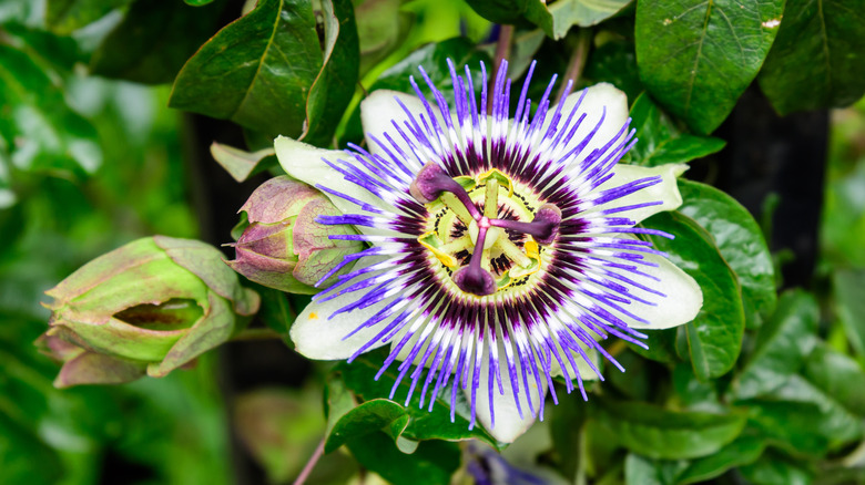 passion flower bloom and foliage