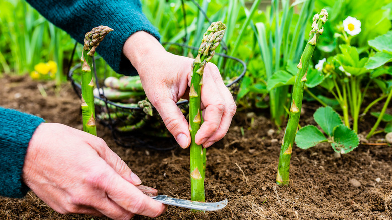 Gardener cutting asparagus