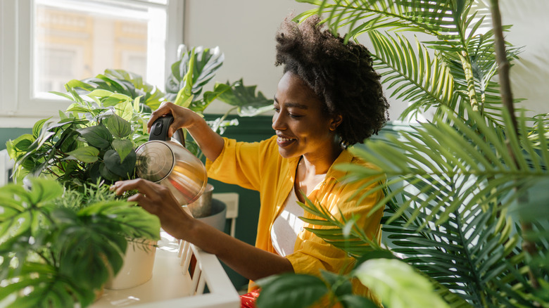 young woman watering indoor ferns