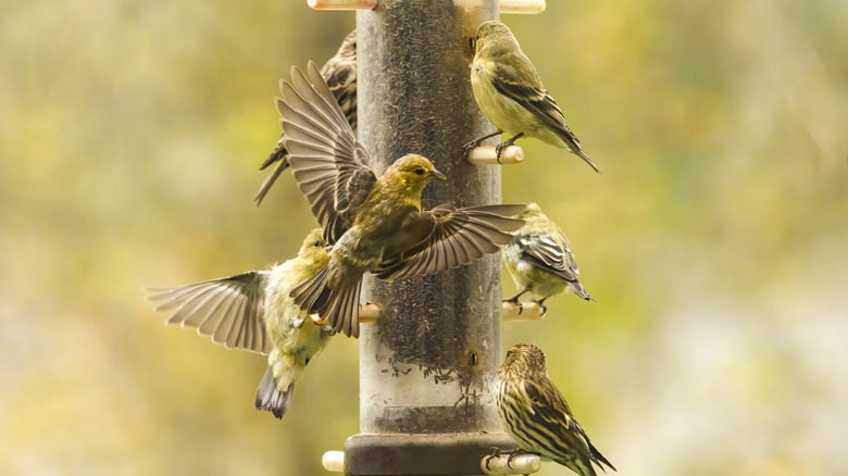 Many birds around bird feeder 