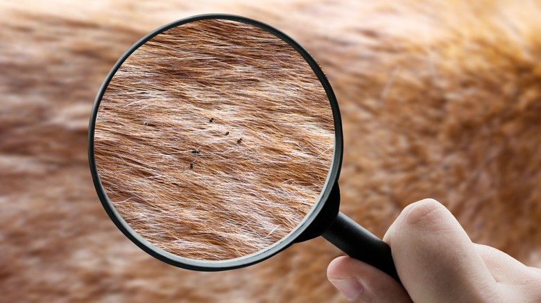 Magnifying glass over fleas on dog