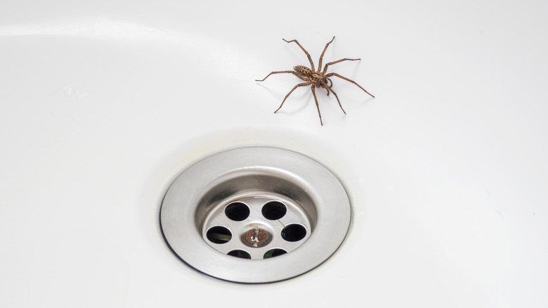 Spider in sink