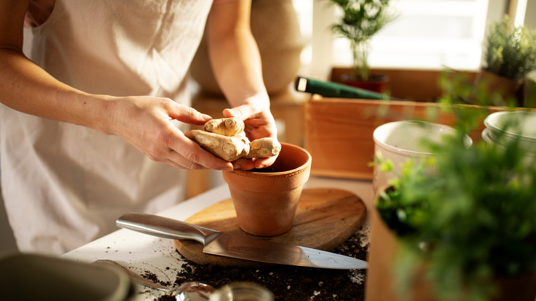 person potting ginger indoors