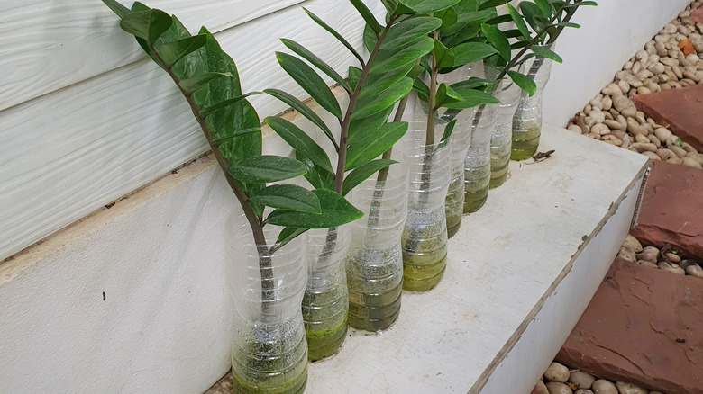 water propagating zz plant