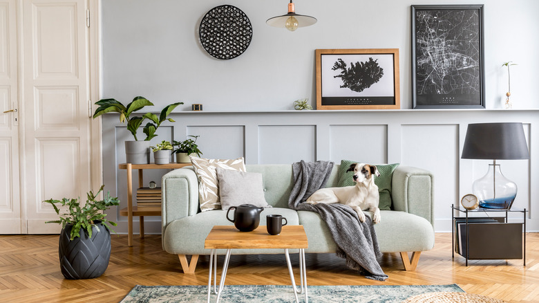 stylish living room with dog