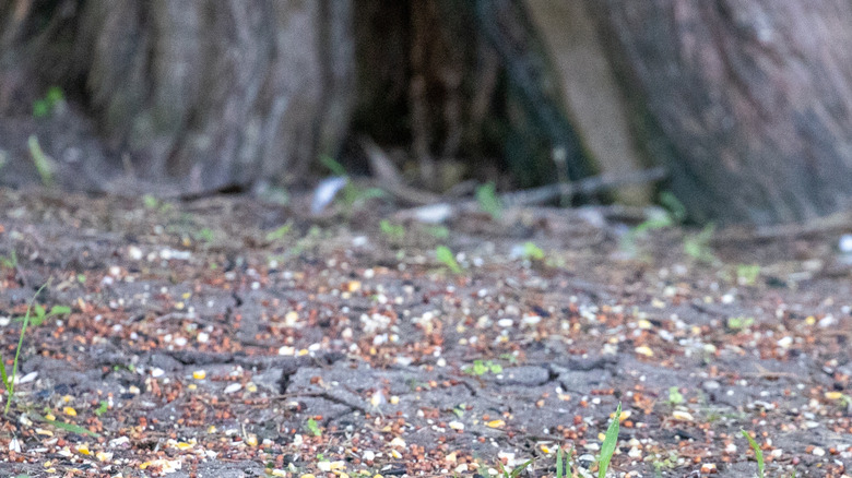Bird seed on the ground under a tree
