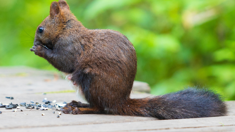 A squirrel eating a sunflower seed