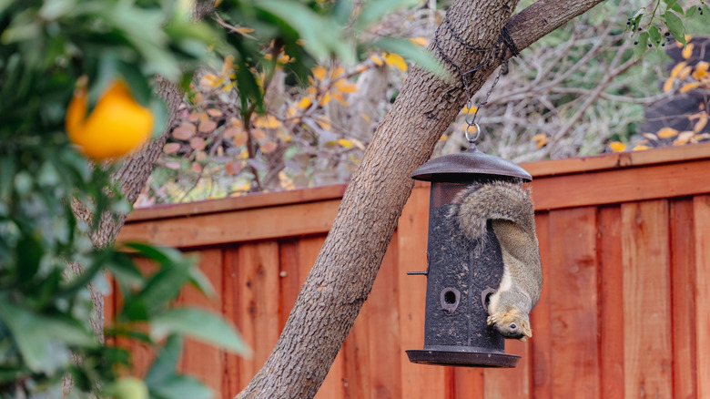 A bird feeder with a squirrel hanging by an orange tree