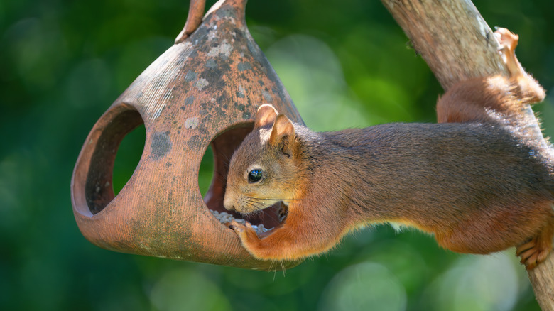 A squirrel reaching into a bird feeder