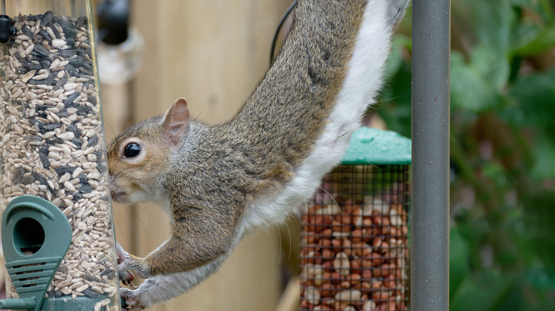 A squirrel eating from a full bird feeder