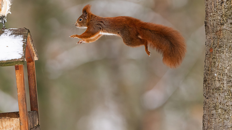 A squirrel jumping from a tree to a bird feeder