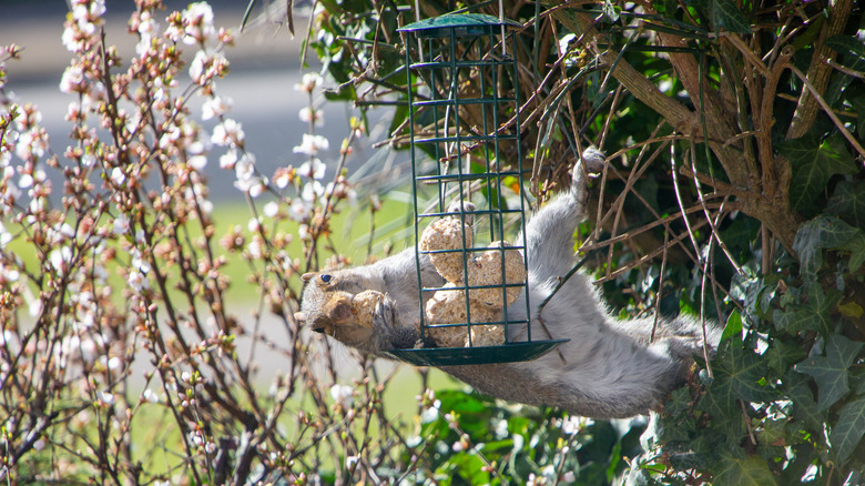 A squirrel on a bird feeder near bushes