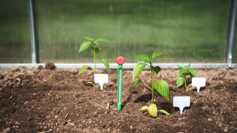 seedlings and sprouts with temperature stick measuring soil