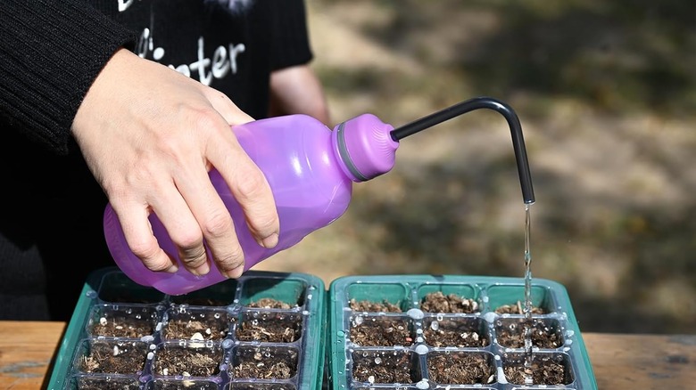 woman watering plant tray with small purple seedling watering bottle