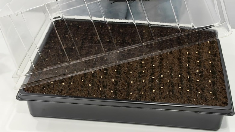 ventilated plant starter box with vented lid and filled with soil
