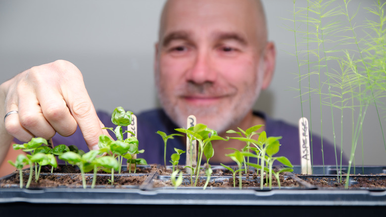 older man pinching new seedlings in starter tray