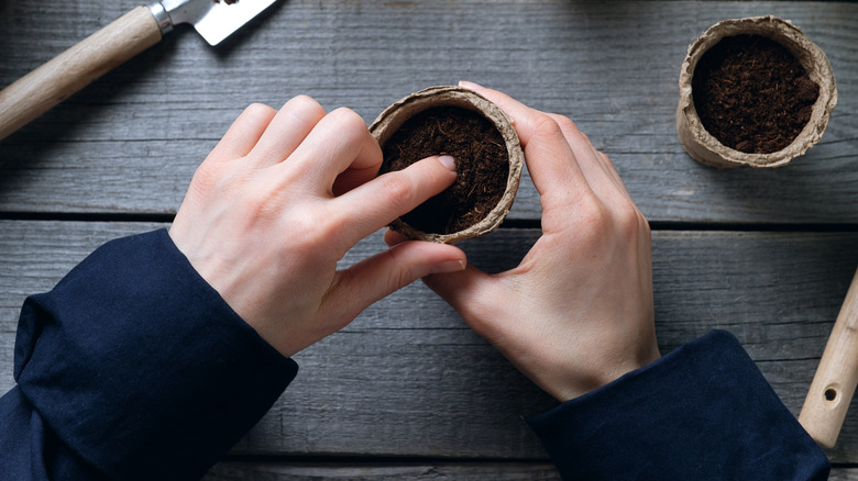 hands tucking seeds into fertilized and rich soil in starter cup