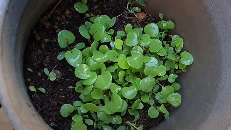 overcrowded cotyledons in a small pot