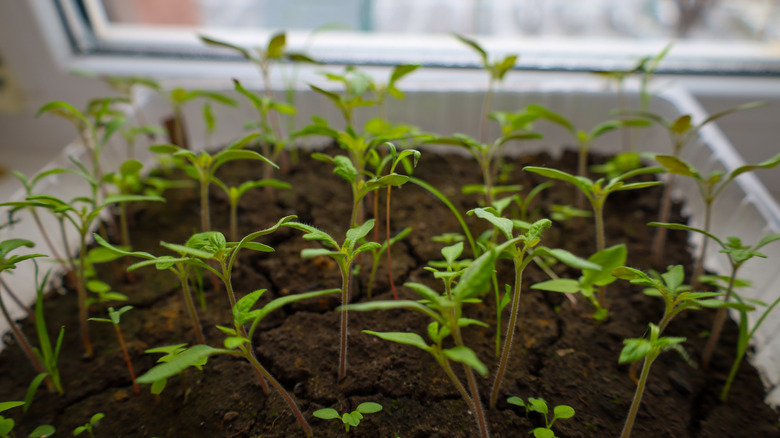 A tray of seedlings in a windowsill