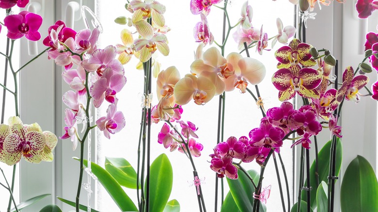 Colorful potted orchids