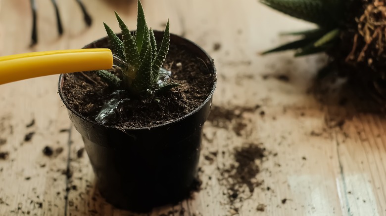 Pouring water over haworthia plant