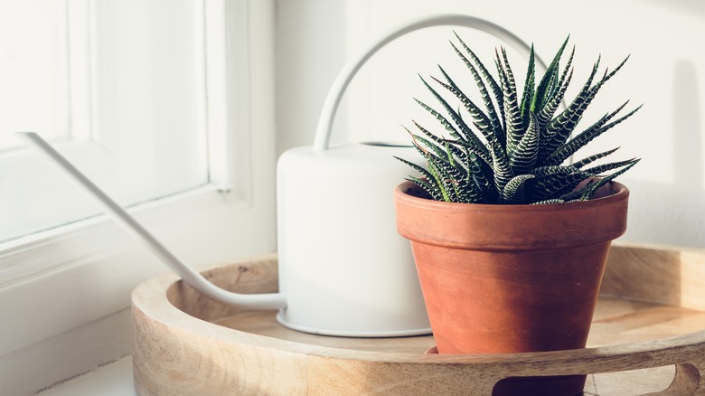 Haworthia in a clay pot