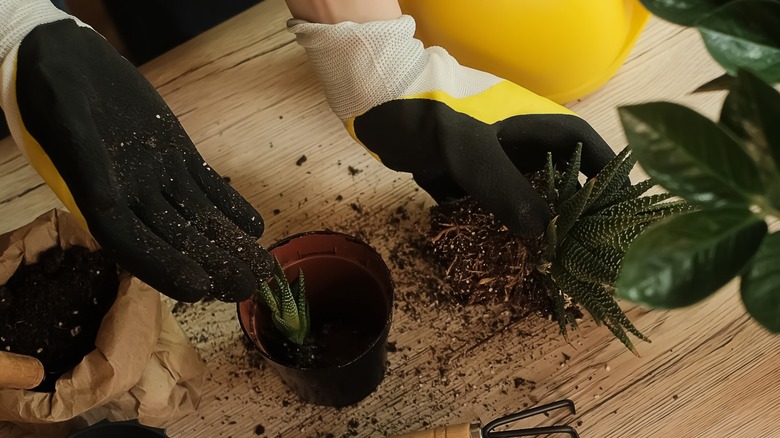 Gloved hands repotting haworthia