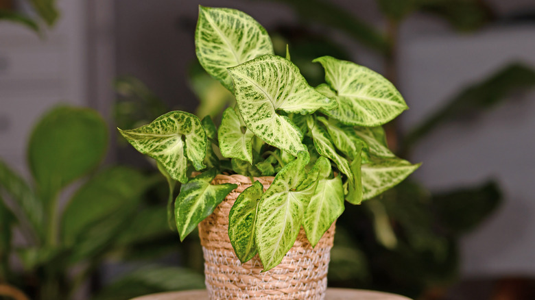 Arrowhead plant in woven pot