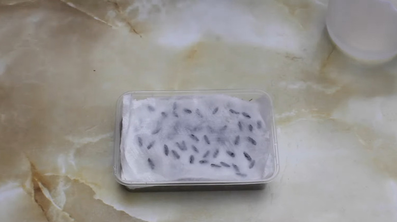 tub of seeds between moist paper towel ready for cold stratification