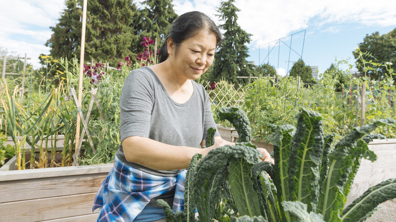 woman tending to kale