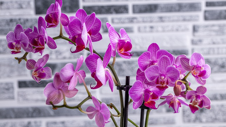 Pink orchid flowers up close