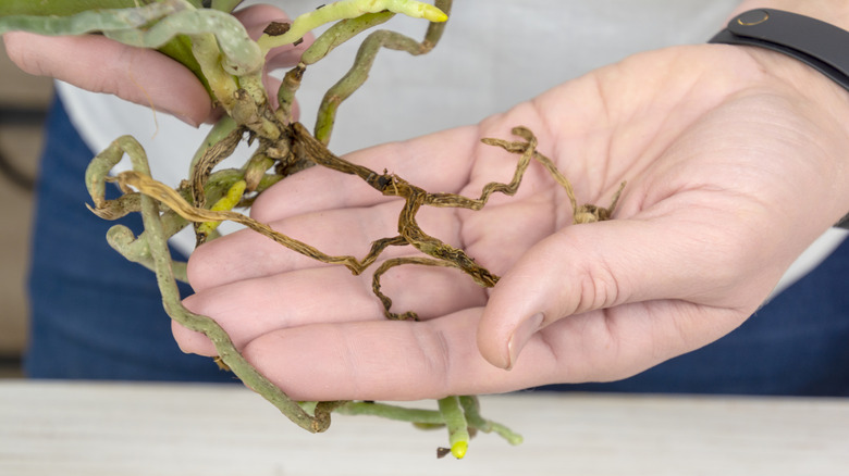 Hand holds orchid roots, with some diseased