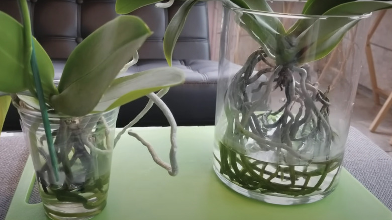 Two orchids in water containers