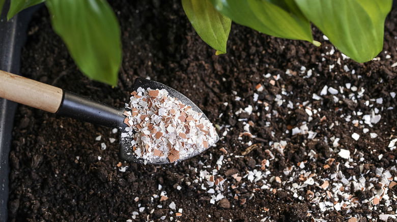 Small spade spreading egg shells on fresh soil under plants