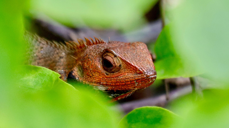 A red lizard's head surrounded by green foliage