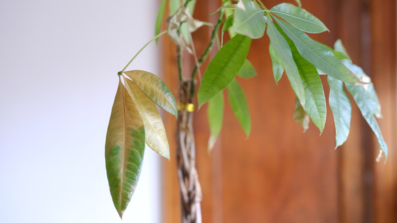 A money tree has yellowing leaves and other signs of stress