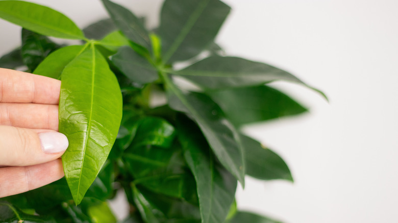 A gardener inspects a leaf on her money tree houseplant.