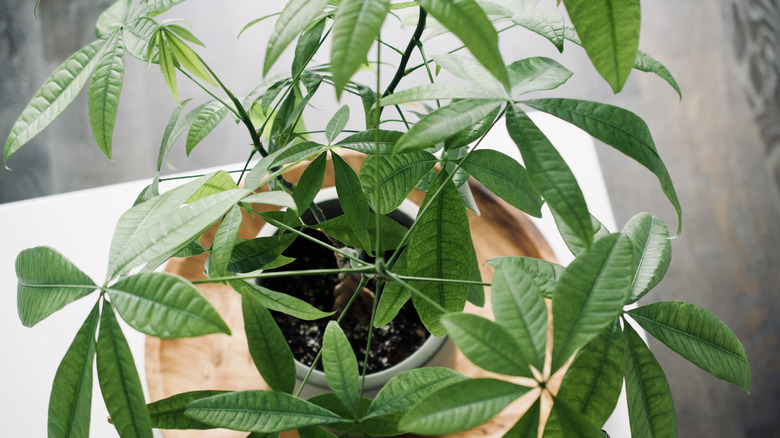 A money tree plant grows in a pot indoors.