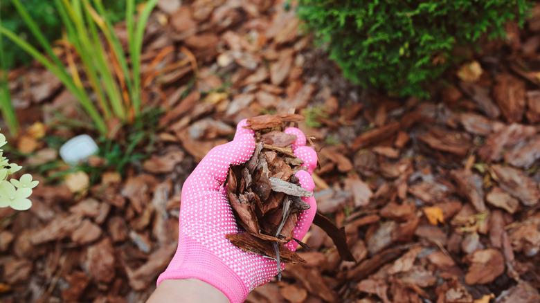 Gloved hand applying mulch