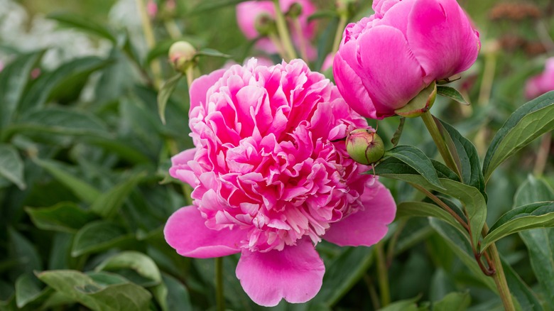 Close up of pink peonies