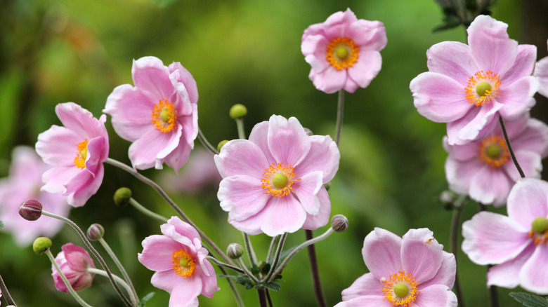 Group of pink anemone flowers